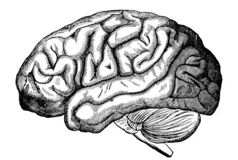 The human brain Stock Illustration