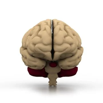 Human brain Illustrazione stock