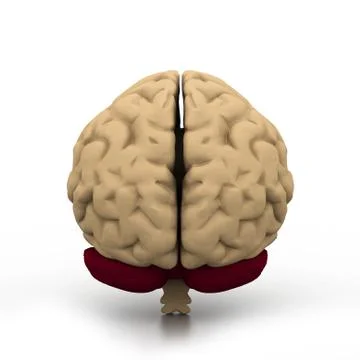 Human brain. Stockillustratie