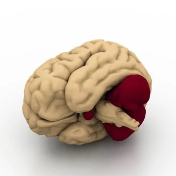 Human brain Stock-Illustration