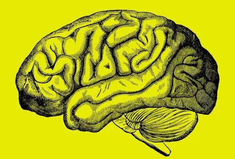 The human brain Illustrazione stock