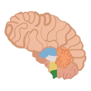 Human brain illustration with colorcoded regions Illustrazione stock