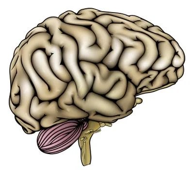 Human brain illustration Stock Illustration
