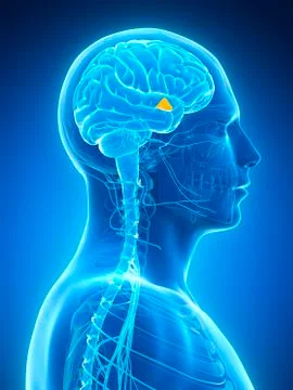 Human brain, illustration Illustrazione stock