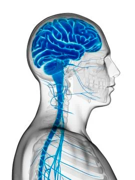 Human brain, illustration Stock Illustration