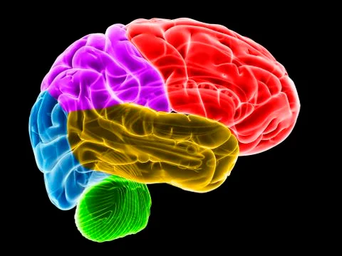 Human brain, illustration Stock Illustration