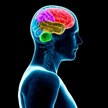 Human brain, illustration Stock Illustration
