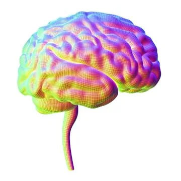 Human brain, illustration Stock Illustration