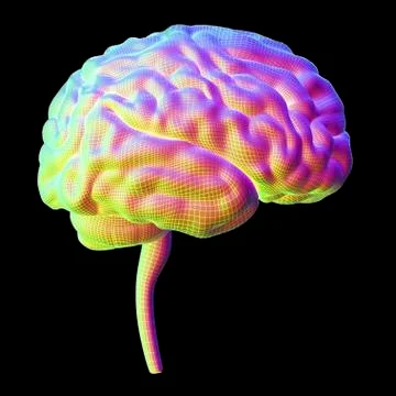 Human brain, illustration Stock Illustration