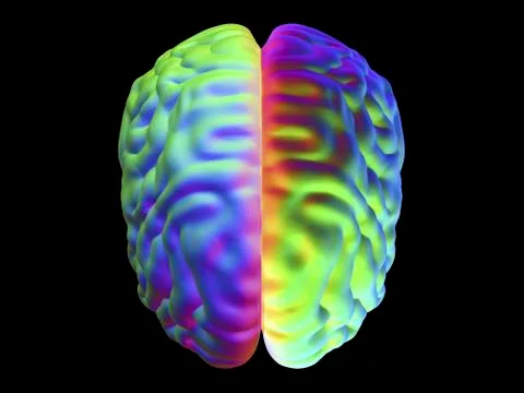 Human brain, illustration 스톡 일러스트