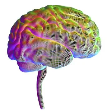 Human brain, illustration Stock Illustration