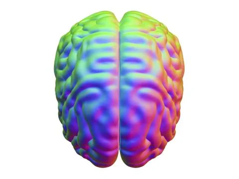 Human brain, illustration 스톡 일러스트