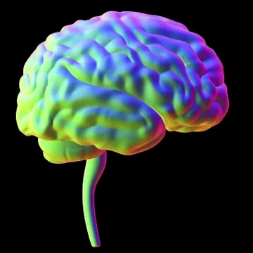Human brain, illustration Stock Illustration