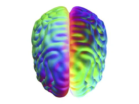 Human brain, illustration 스톡 일러스트