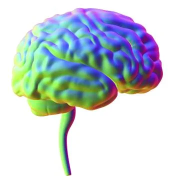 Human brain, illustration Stock Illustration