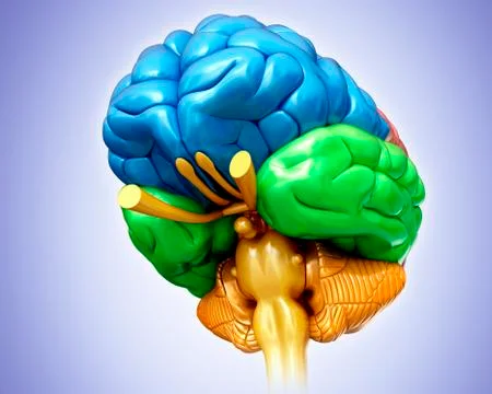 Human brain, illustration Stock Illustration
