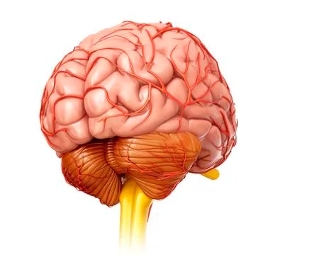 Human brain, illustration Stock Illustration