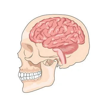 Human brain illustration. イラスト素材