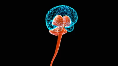 Human Brain Inner part Anatomy For Medical Concept 3D Stock Footage 133719539