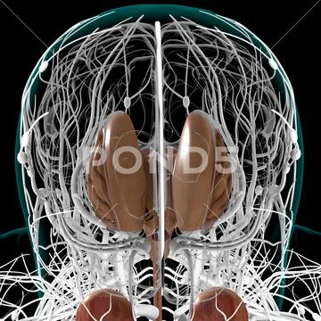 Human Brain Inner Parts Anatomy For Medical Concept 3D Rendering ...