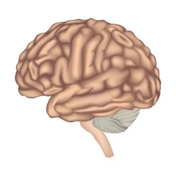 Human Brain isolated. Brain lateral view anatomy. Stock Illustration
