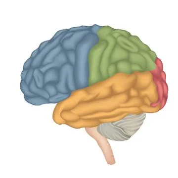 Human Brain isolated. Brain lateral view anatomy. Stock Illustration