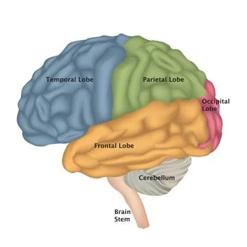 Human Brain isolated. Brain lateral view anatomy. Illustrazione stock