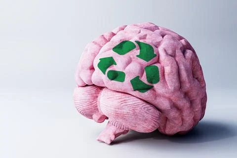 Human brain isolated on white background Stock Illustration