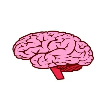 Human Brain isolated on white background vector illustration Stock Illustration
