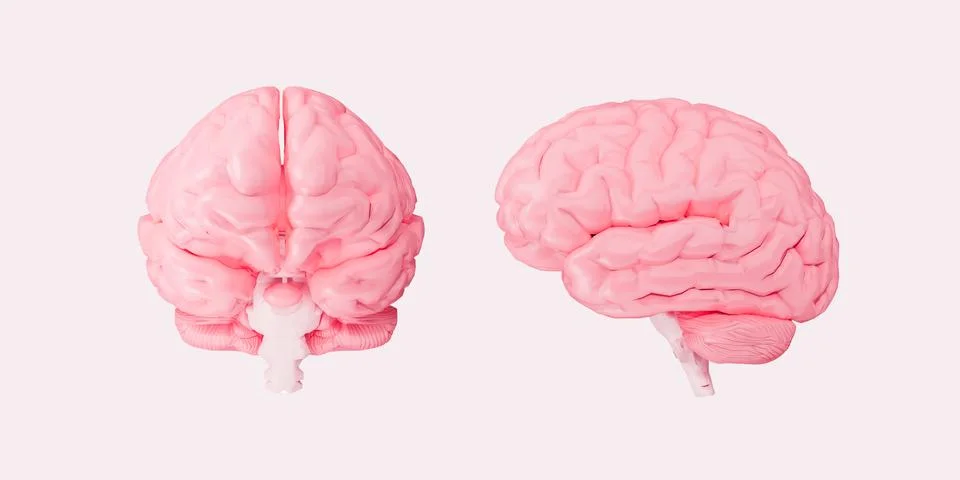 Human brain isolated on white background front and side view 3D Illustration Illustrazione stock
