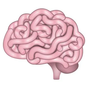 Human brain isolated on white background. Vector illustration. Stock Illustration