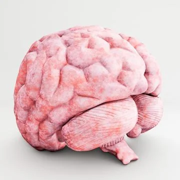 Human brain isolated on white background Stock Illustration