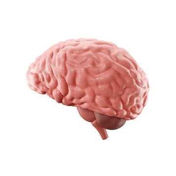 Human brain isolated on white background Stock Illustration