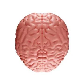 Human brain isolated on white background. Top view Stock Illustration