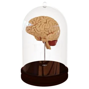 Human brain in a jar. 3D render Stock Illustration