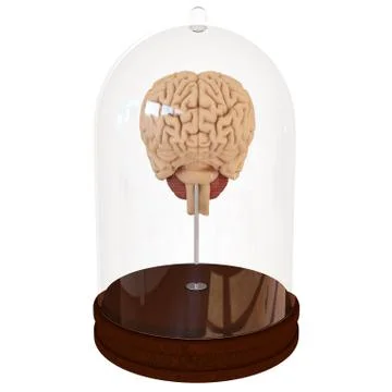 Human brain in a jar. 3D render Stock Illustration