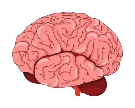 Human brain lateral view 2D vector illustration Illustrazione stock