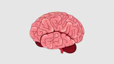 Human brain lateral view with neurons cartoon animation Stock Footage 321546877