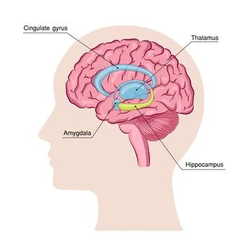 Human Brain Limbic System Diagram Vector イラスト素材