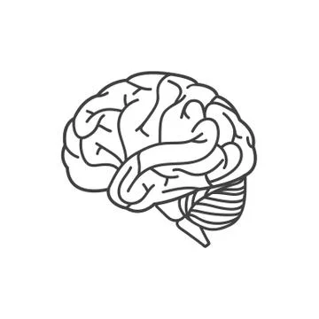 Human brain line icon Stock Illustration