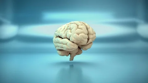 Human Brain Lobe - Parts  Loopable matte key stock video Vidéo 126096610