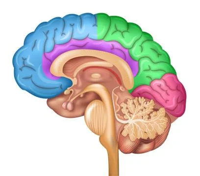 Human brain lobes Stock Illustration