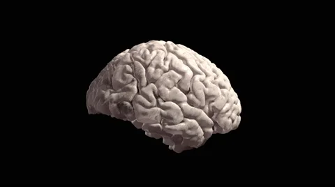 Human Brain With Luma Matte, animation Stock-Footage 54059635