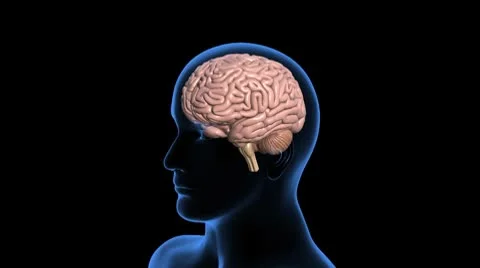 Human Brain with Man, 360 Degree Rotation Vidéo 8926204