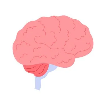 Human brain, medical chart to study function and structure of central nervous Illustrazione stock