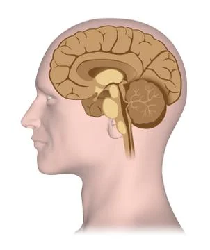 Human brain mid sagittal section Stock Illustration