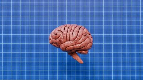 Human brain model, 3d brain model of human Stock Illustration