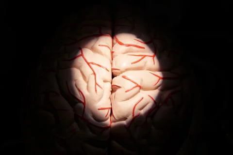 Human brain model and light from microscope Stock Photos