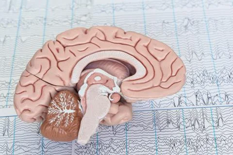 Human brain model on background of brain waves Stock Photos