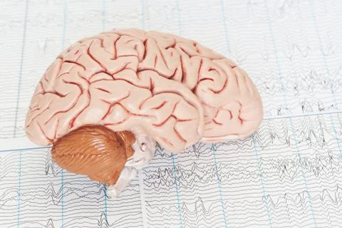Human brain model on background of brain waves Stock Photos
